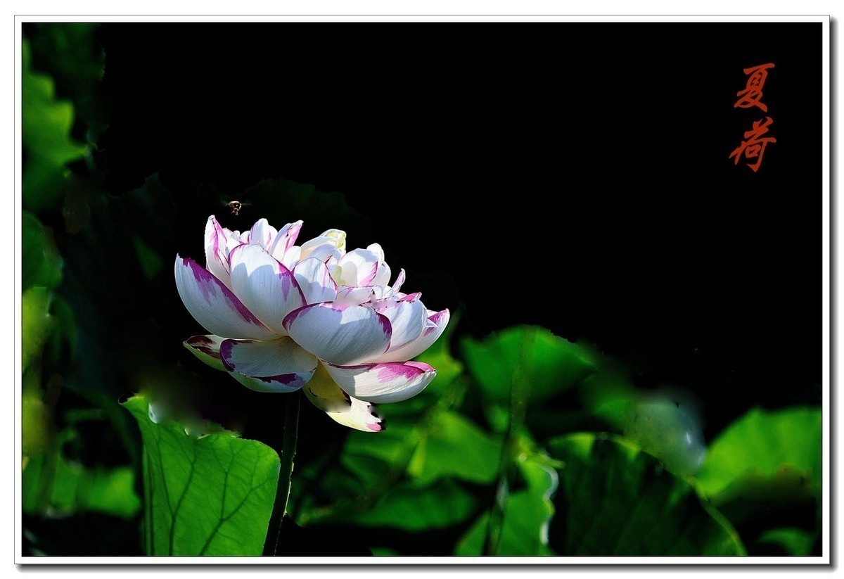 #版主坐堂#小五星空(中国)2022年8月精品荟萃