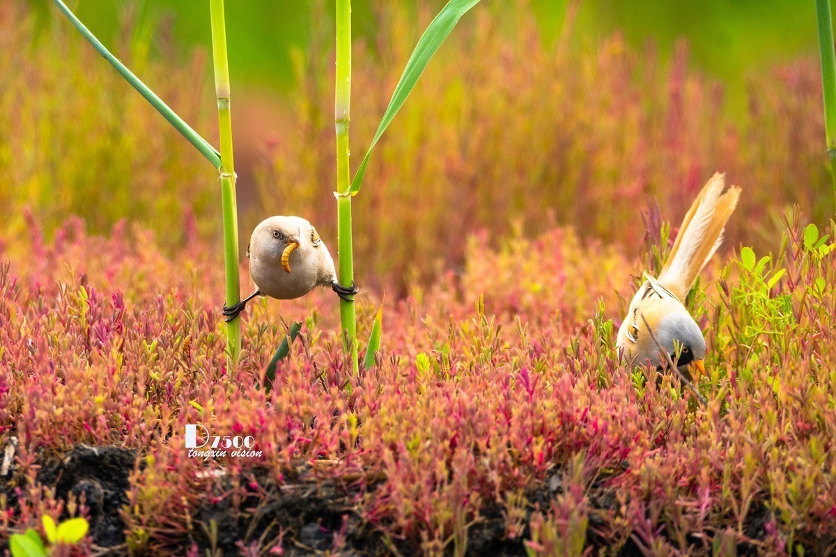 #版主坐堂#小五星空(中国)2022年8月精品荟萃