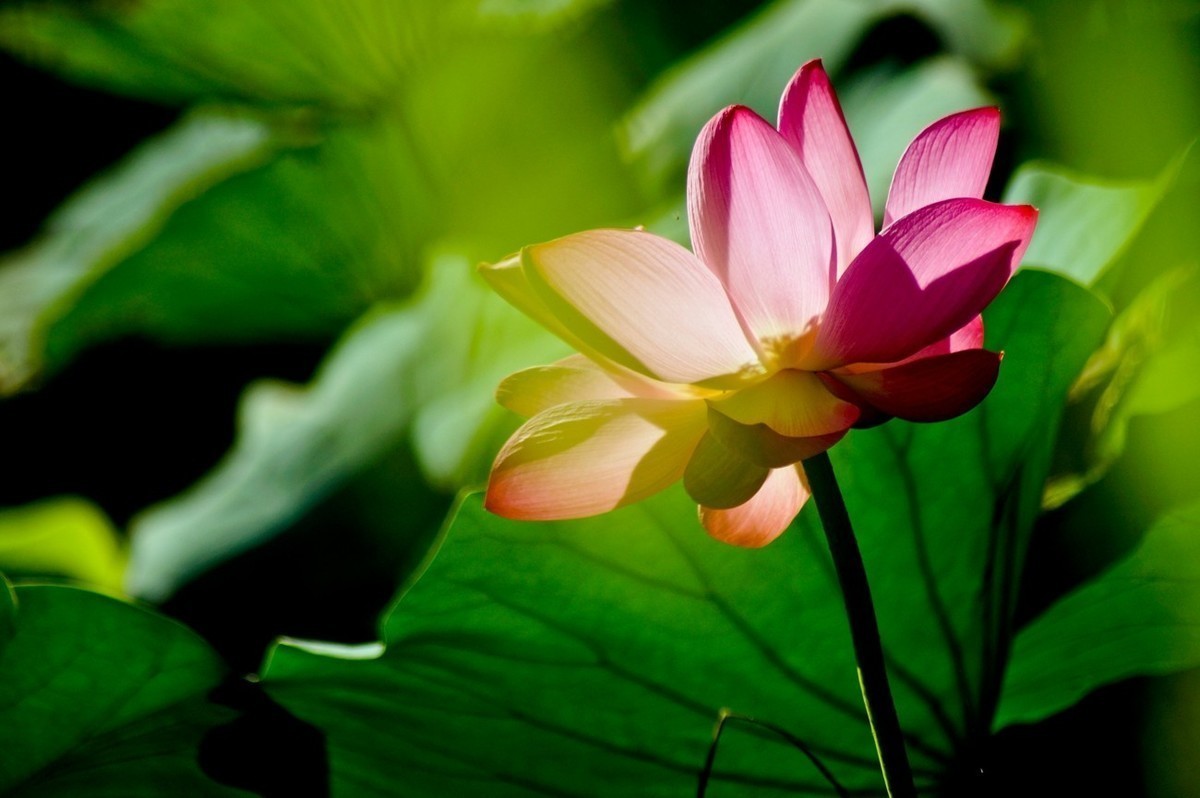 #版主坐堂#小五星空(中国)2022年8月精品荟萃