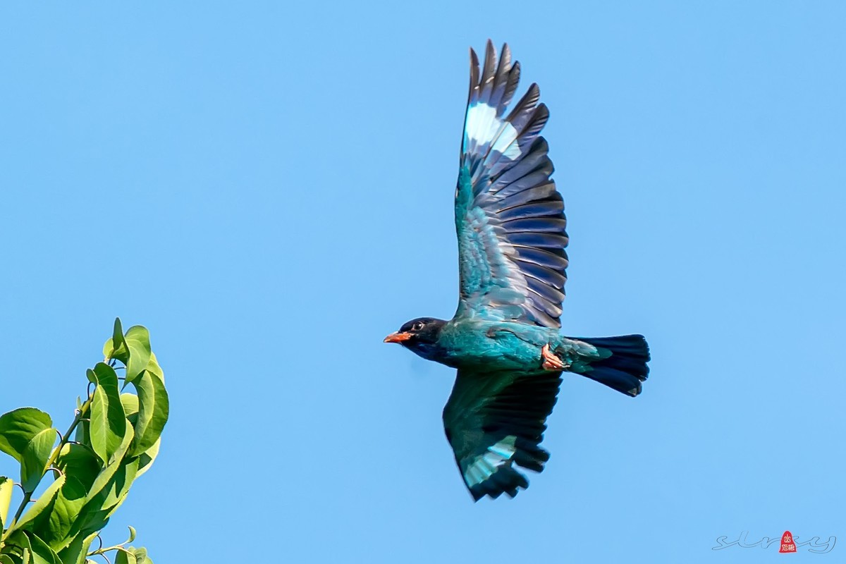 #版主坐堂#小五星空(中国)2022年8月精品荟萃