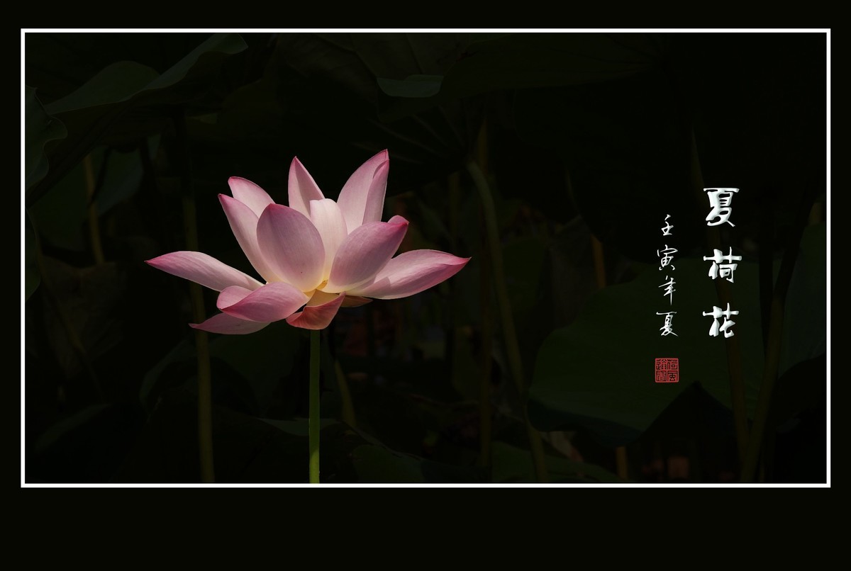 #版主坐堂#小五星空(中国)2022年8月精品荟萃