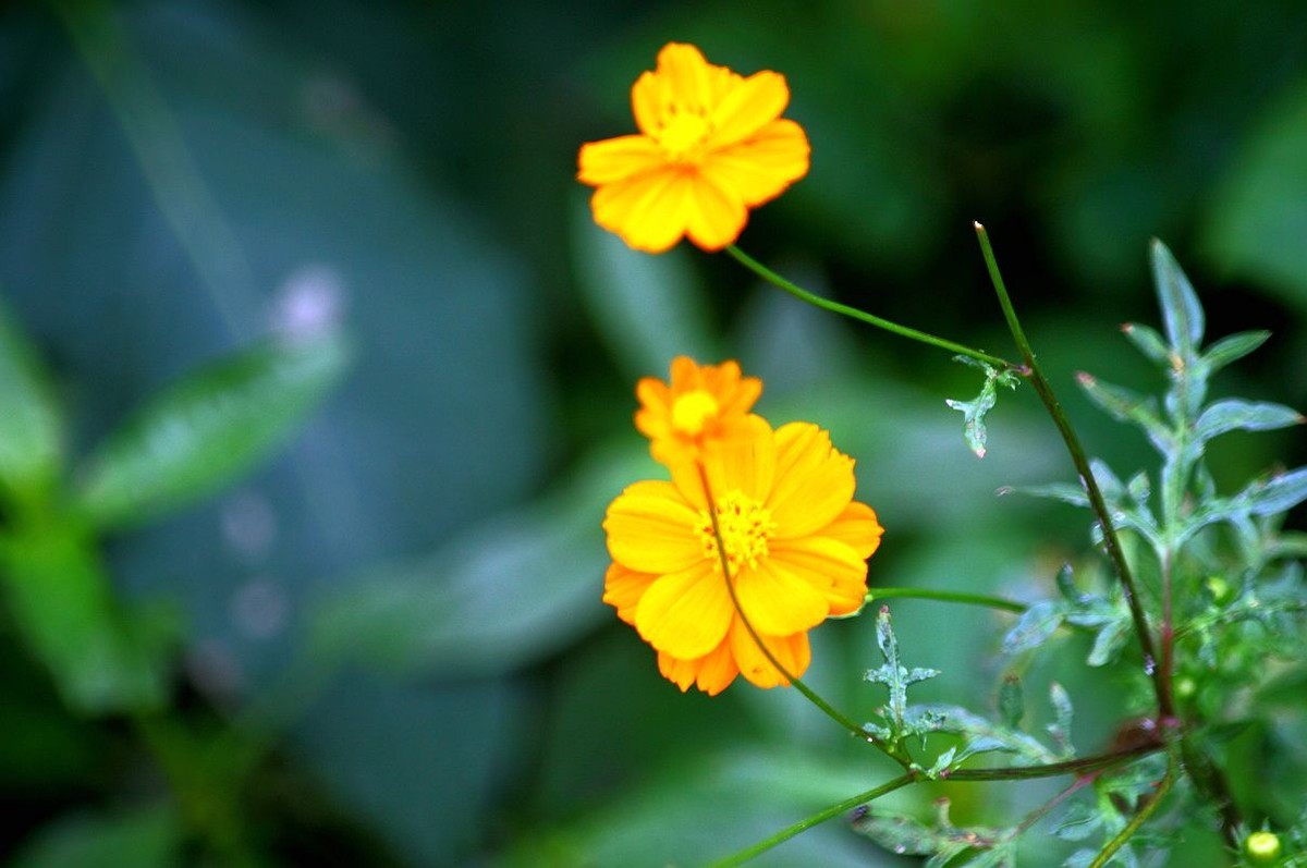 去果园摘杨梅（五）