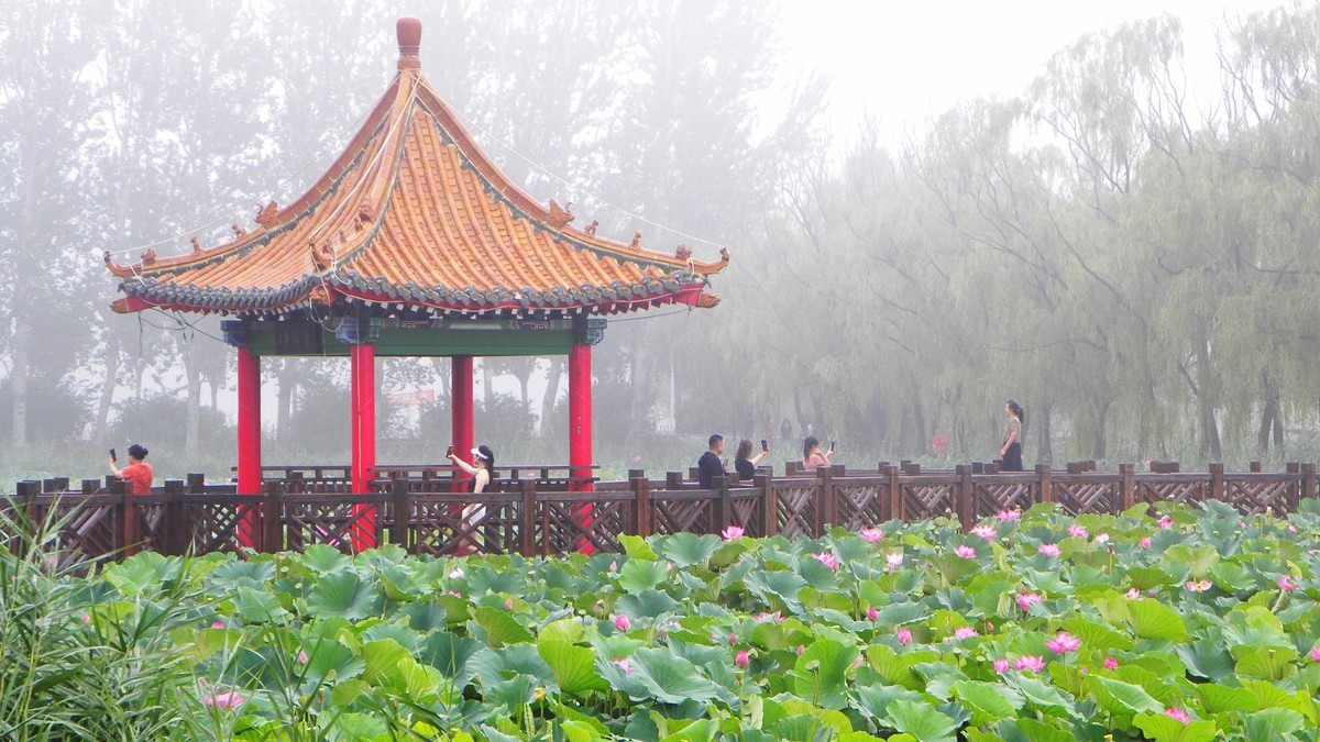 20230724为荷而来