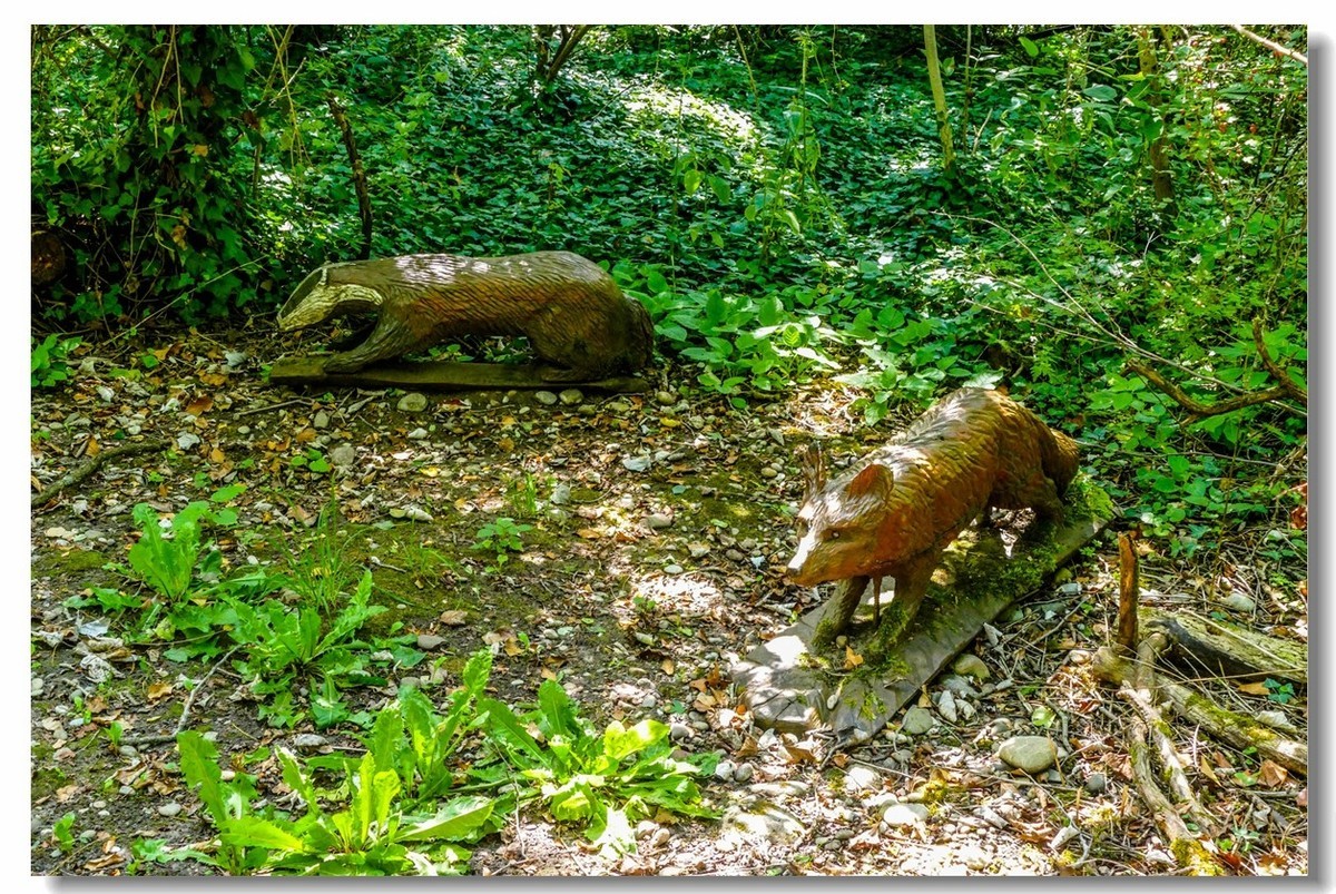 莱茵河床森林“博物馆”（德-法）