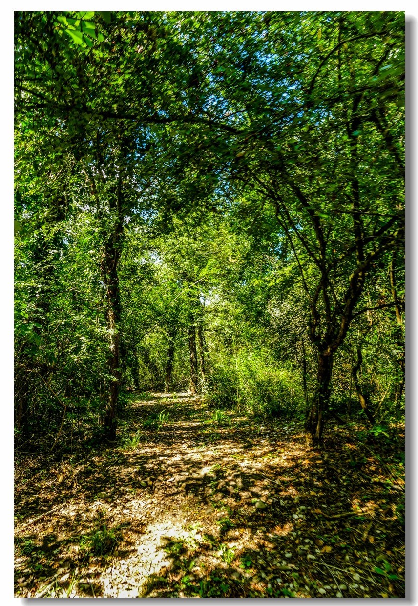 莱茵河床森林“博物馆”（德-法）