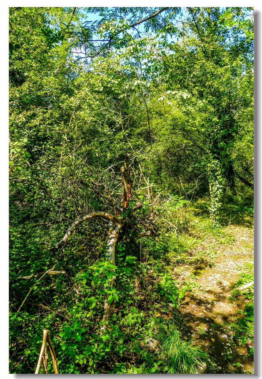 莱茵河床森林“博物馆”（德-法）