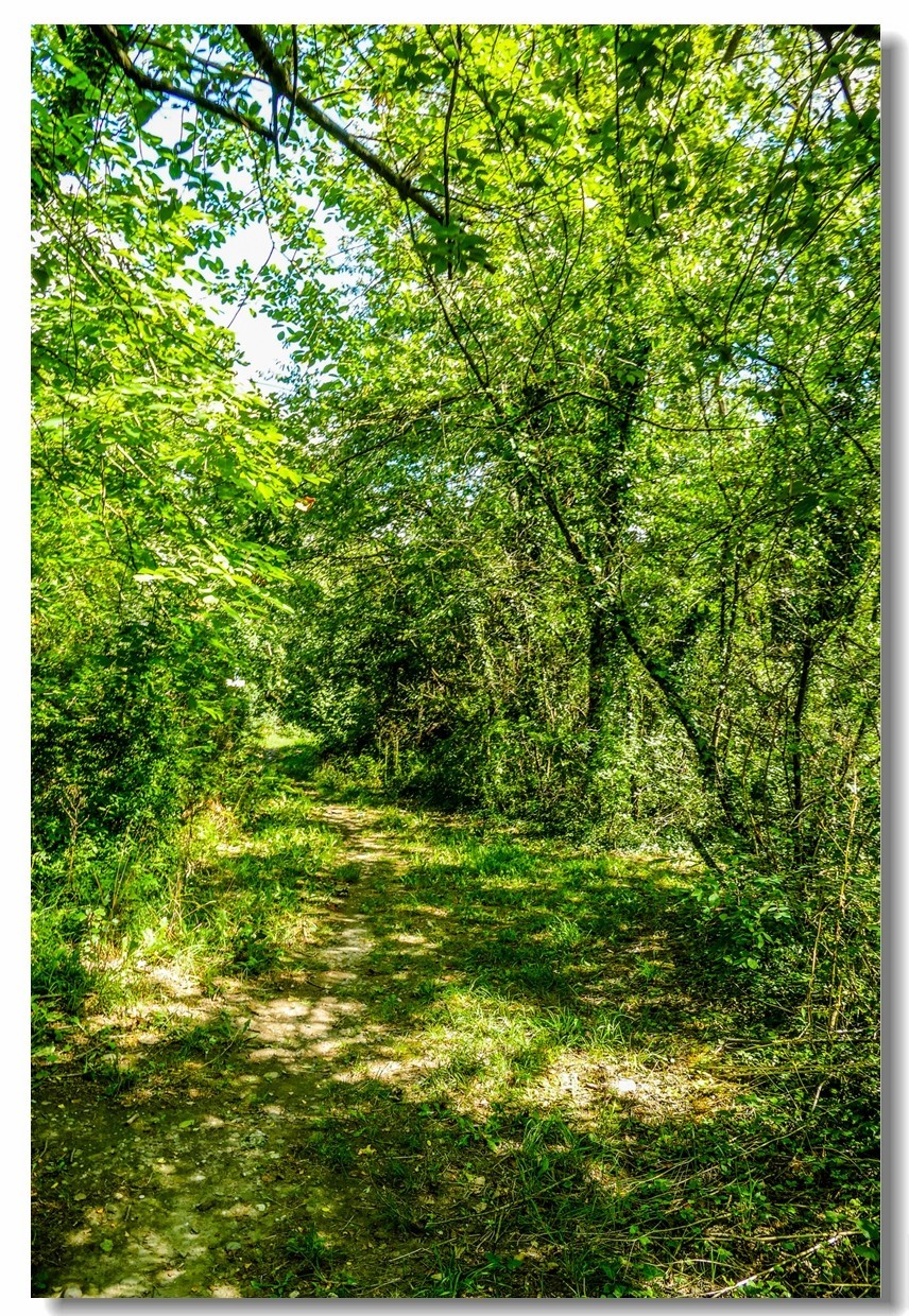 莱茵河床森林“博物馆”（德-法）