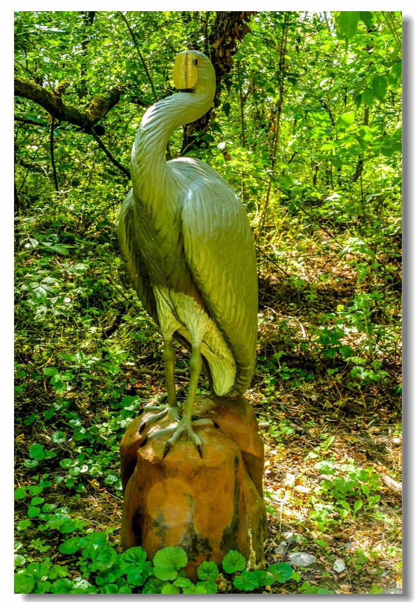 莱茵河床森林“博物馆”（德-法）