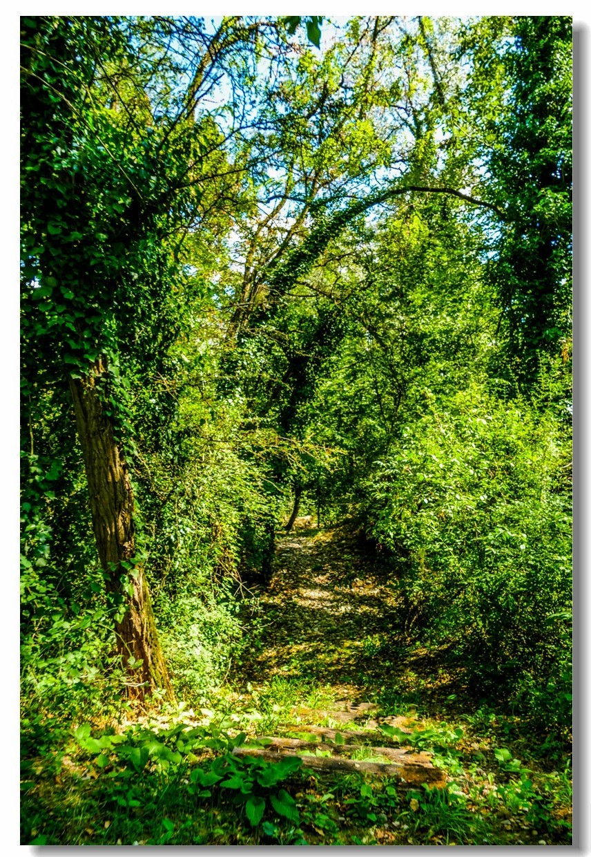 莱茵河床森林“博物馆”（德-法）
