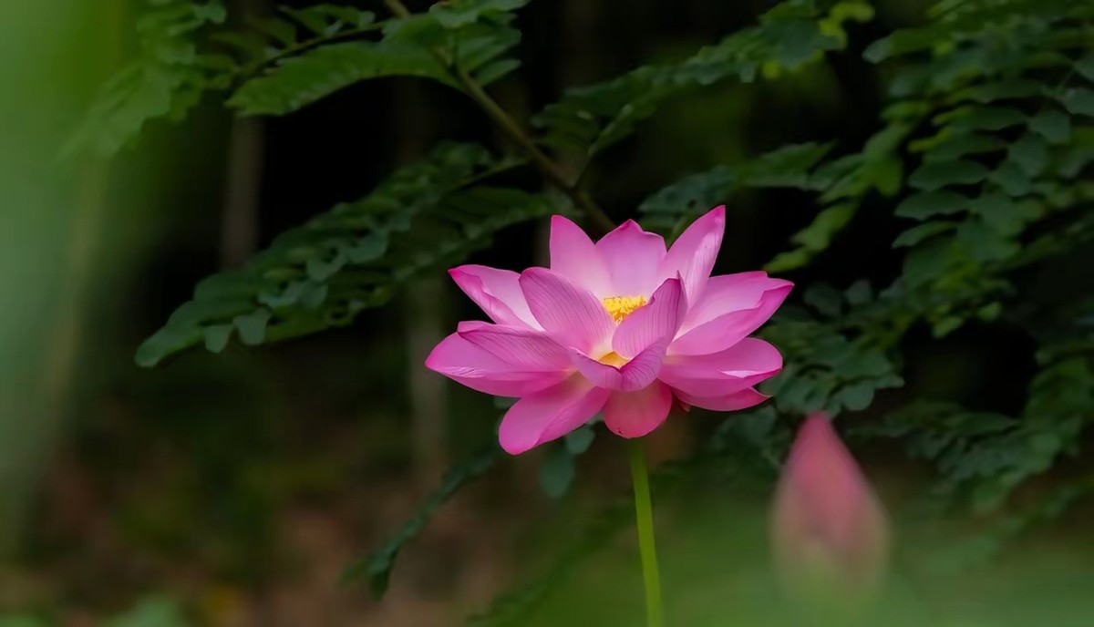 接天莲叶无穷碧