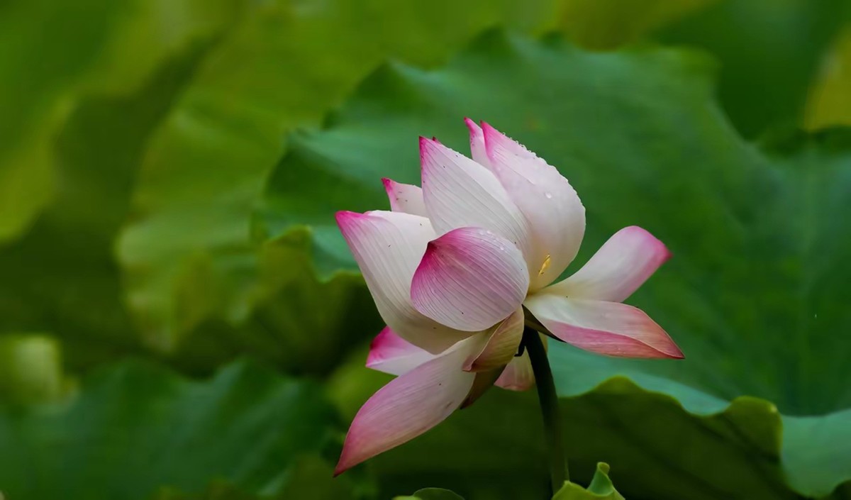 接天莲叶无穷碧