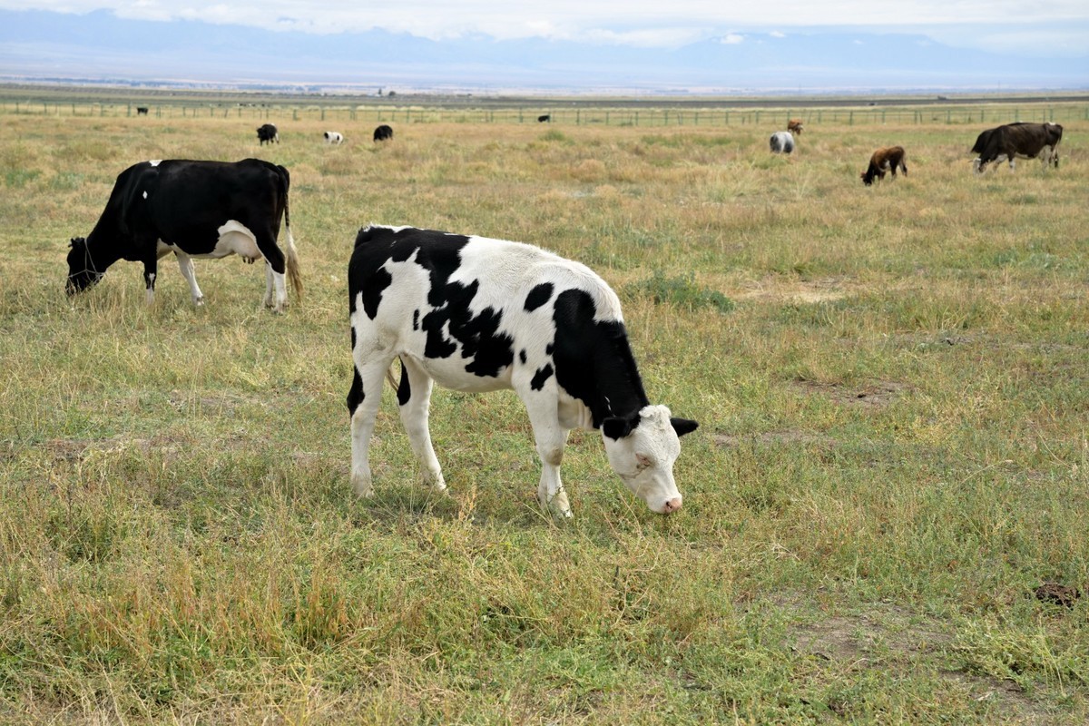 新疆游/巴里坤(20)