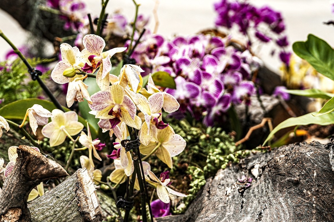 成都--世界园艺博览会【8】