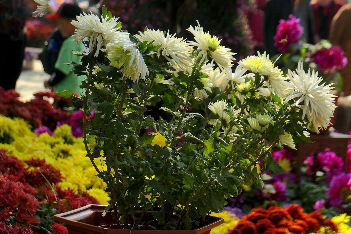 武汉江滩菊花展二