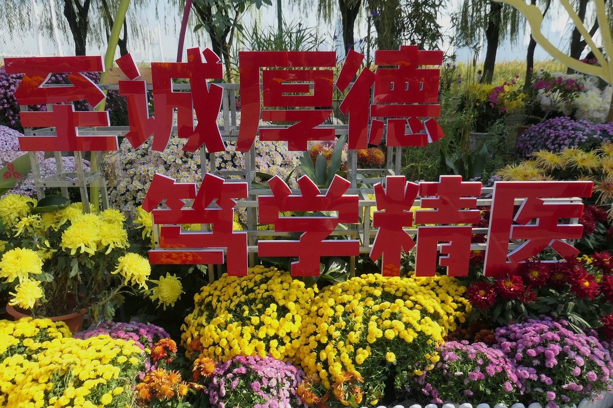 武汉江滩菊花展二