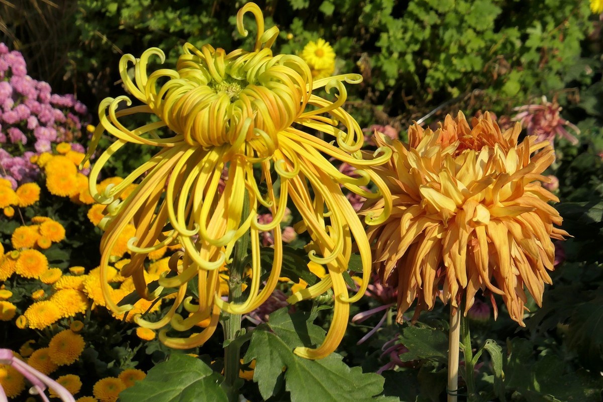 武汉江滩菊花展二