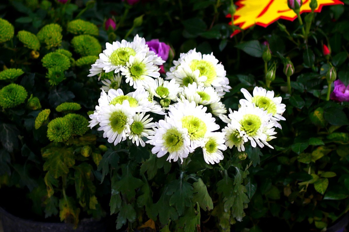 G100--一组鲜花 (下)