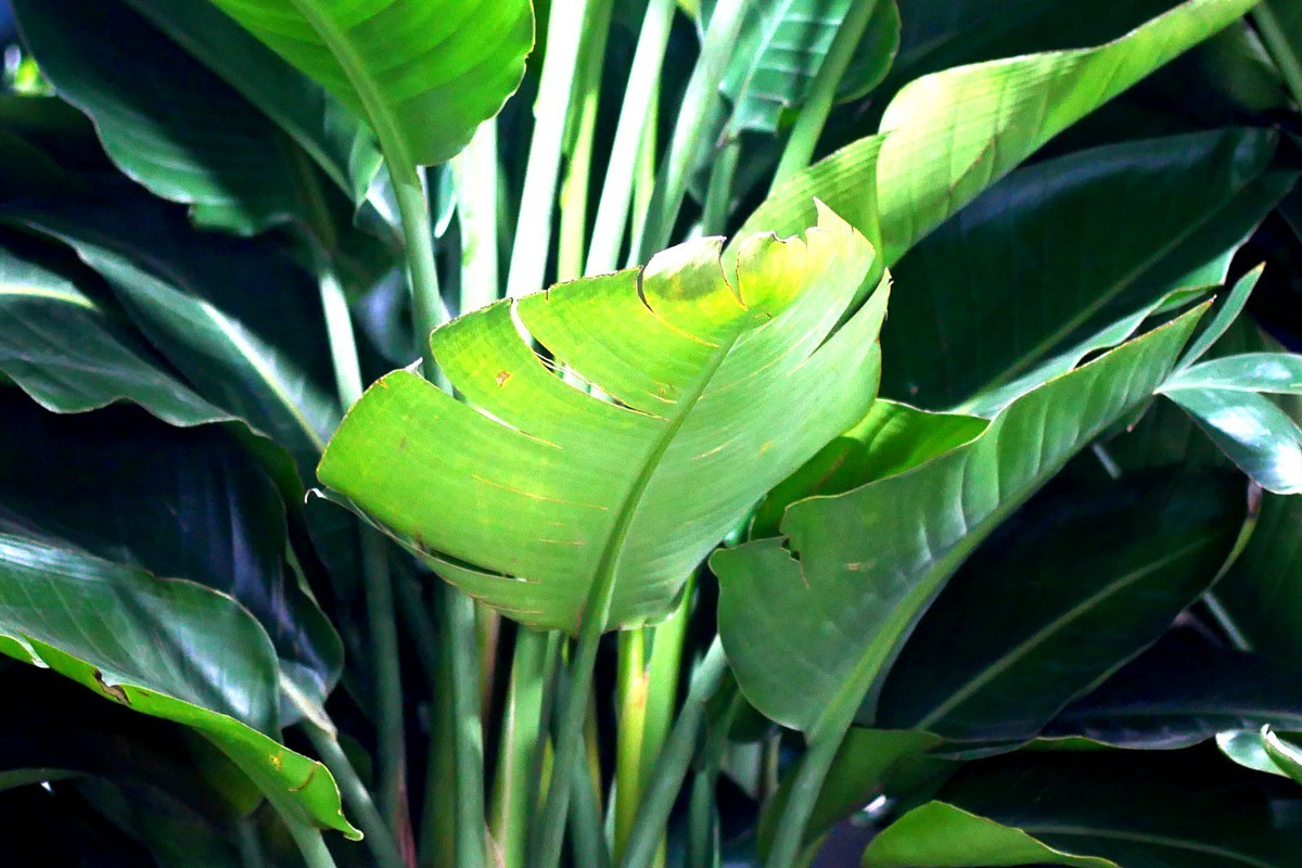 G100--一组鲜花 (下)