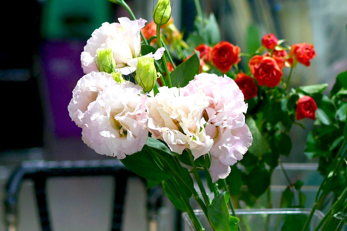 G100--一组鲜花 (下)