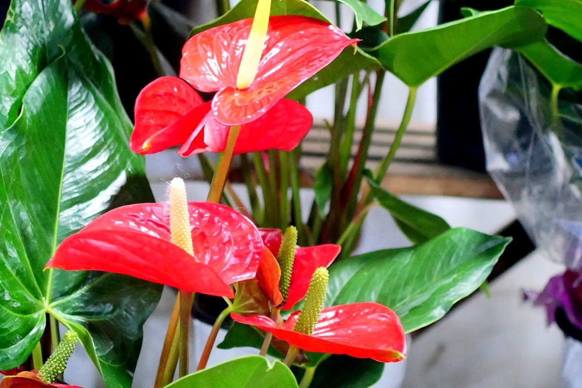 G100--一组鲜花 (下)