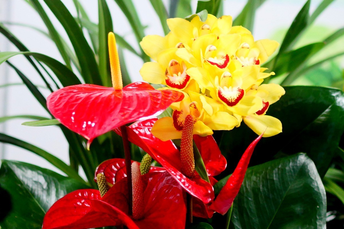 G100--一组鲜花 (下)