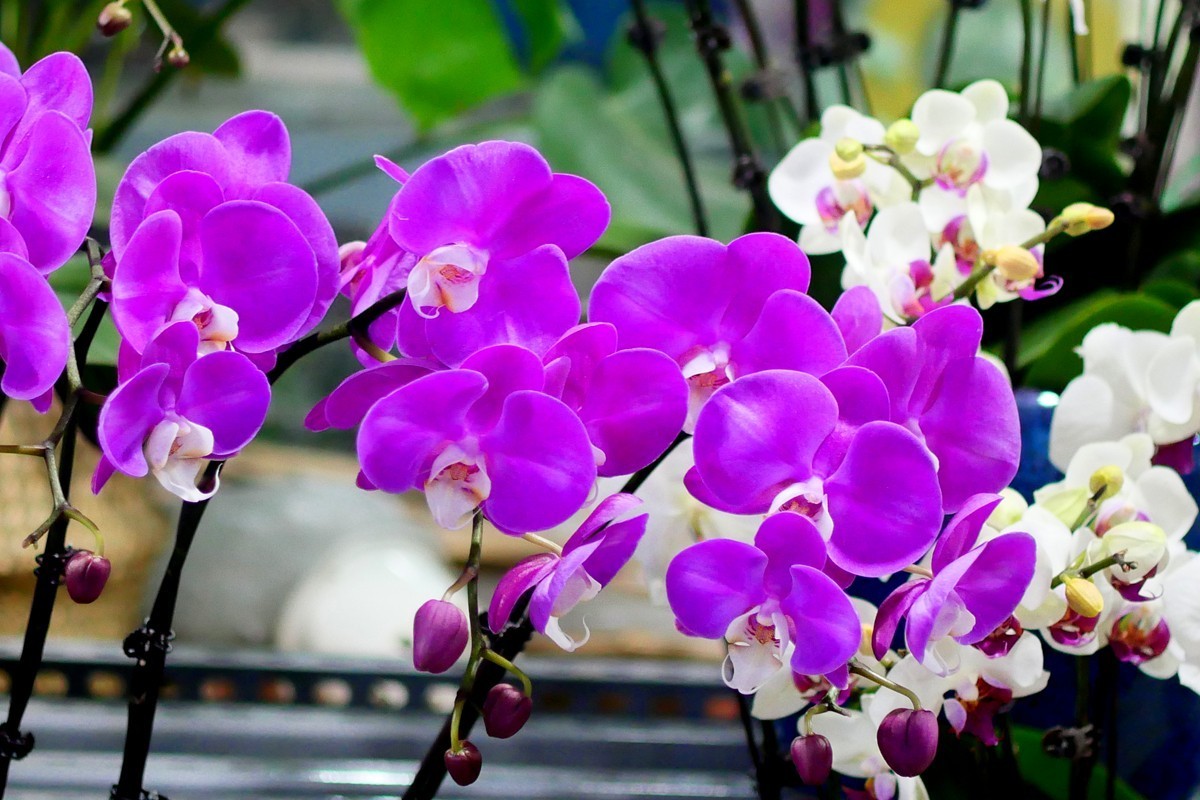 G100--一组鲜花 (下)