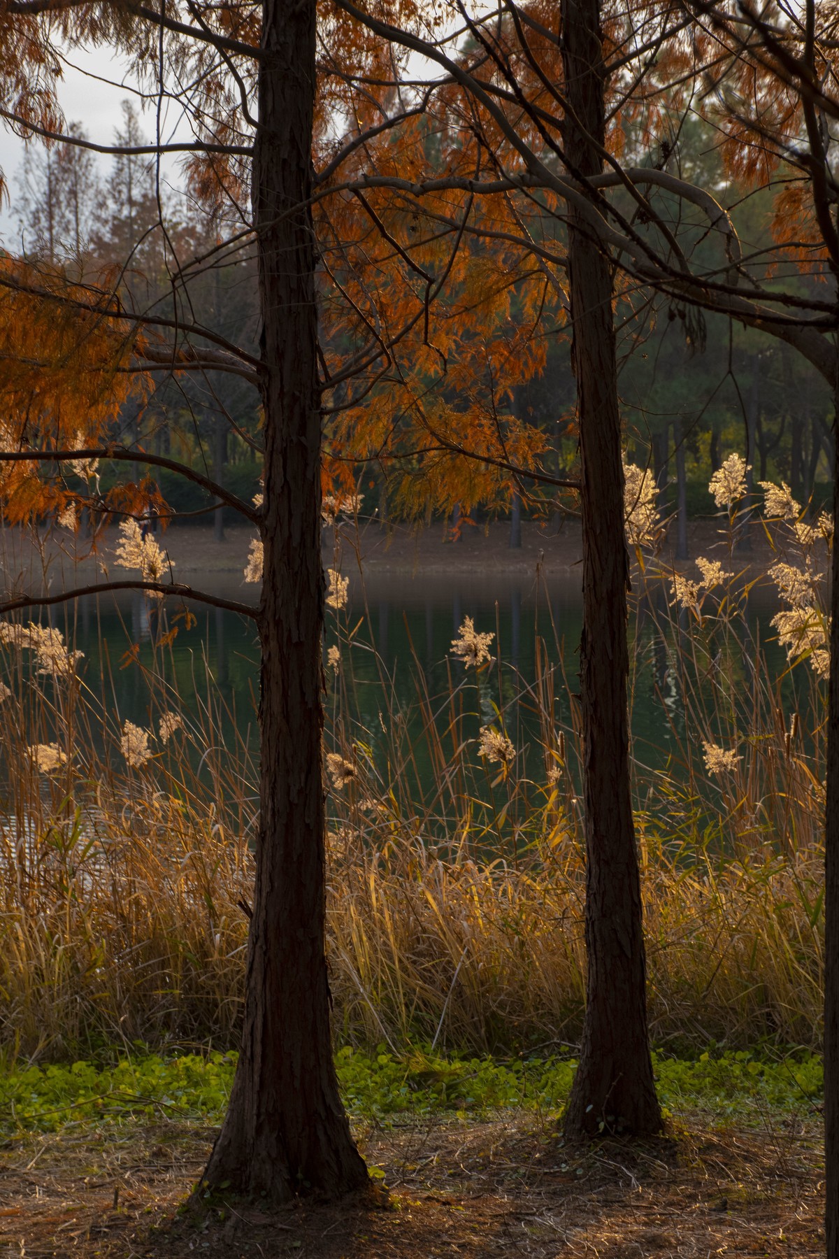 拍照狂魔之虎丘湿地三【10P】