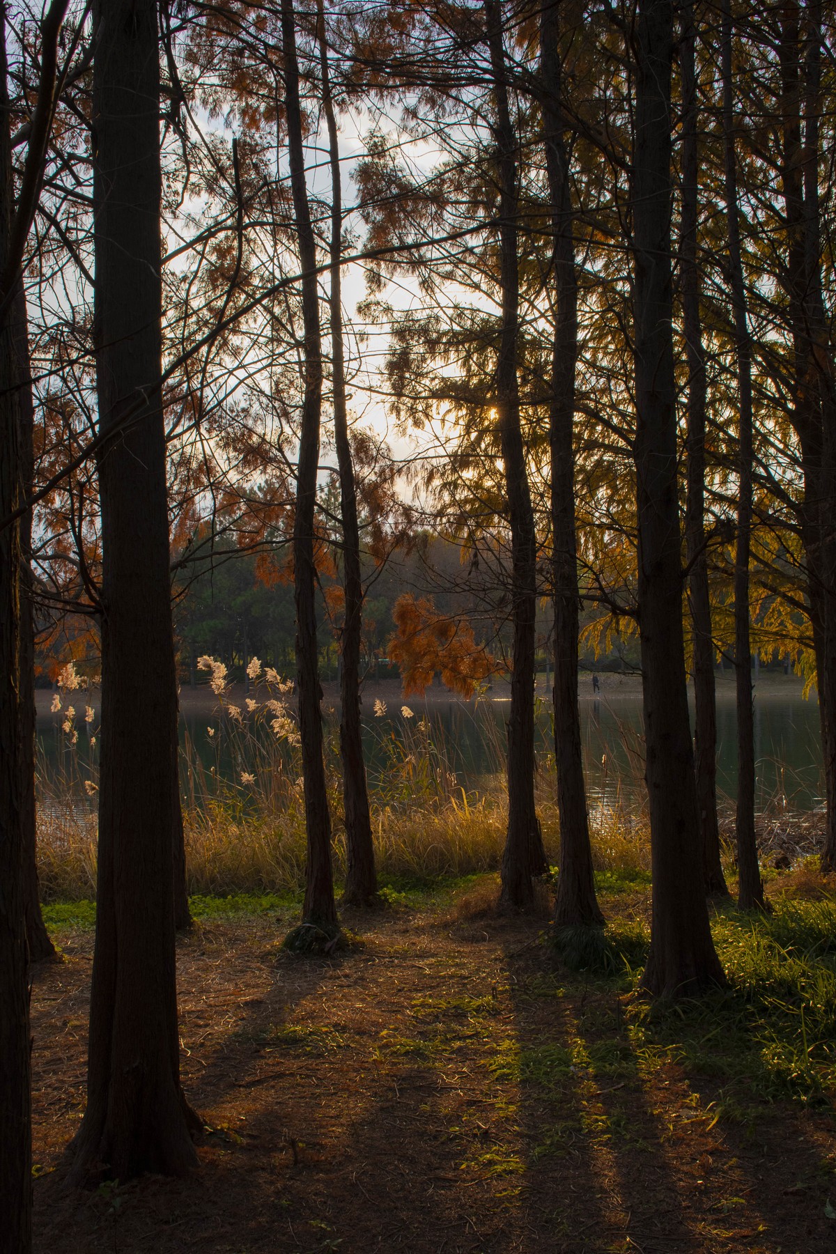 拍照狂魔之虎丘湿地三【10P】