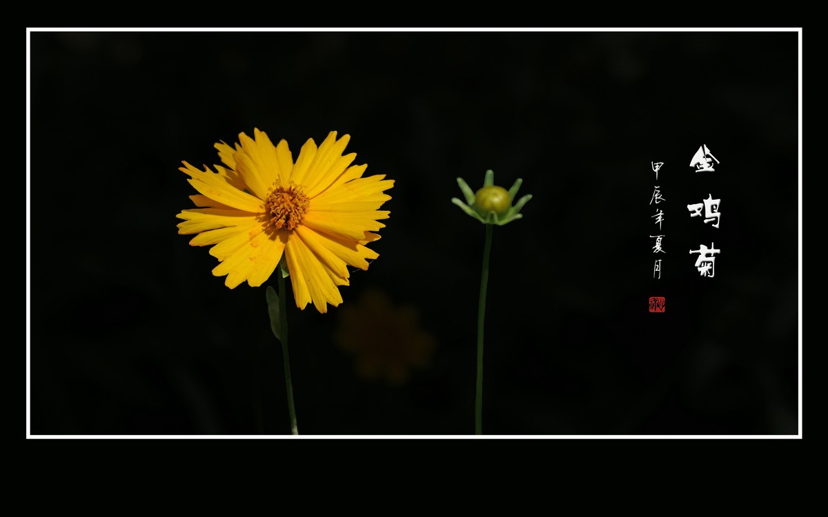 金灿灿的金鸡菊