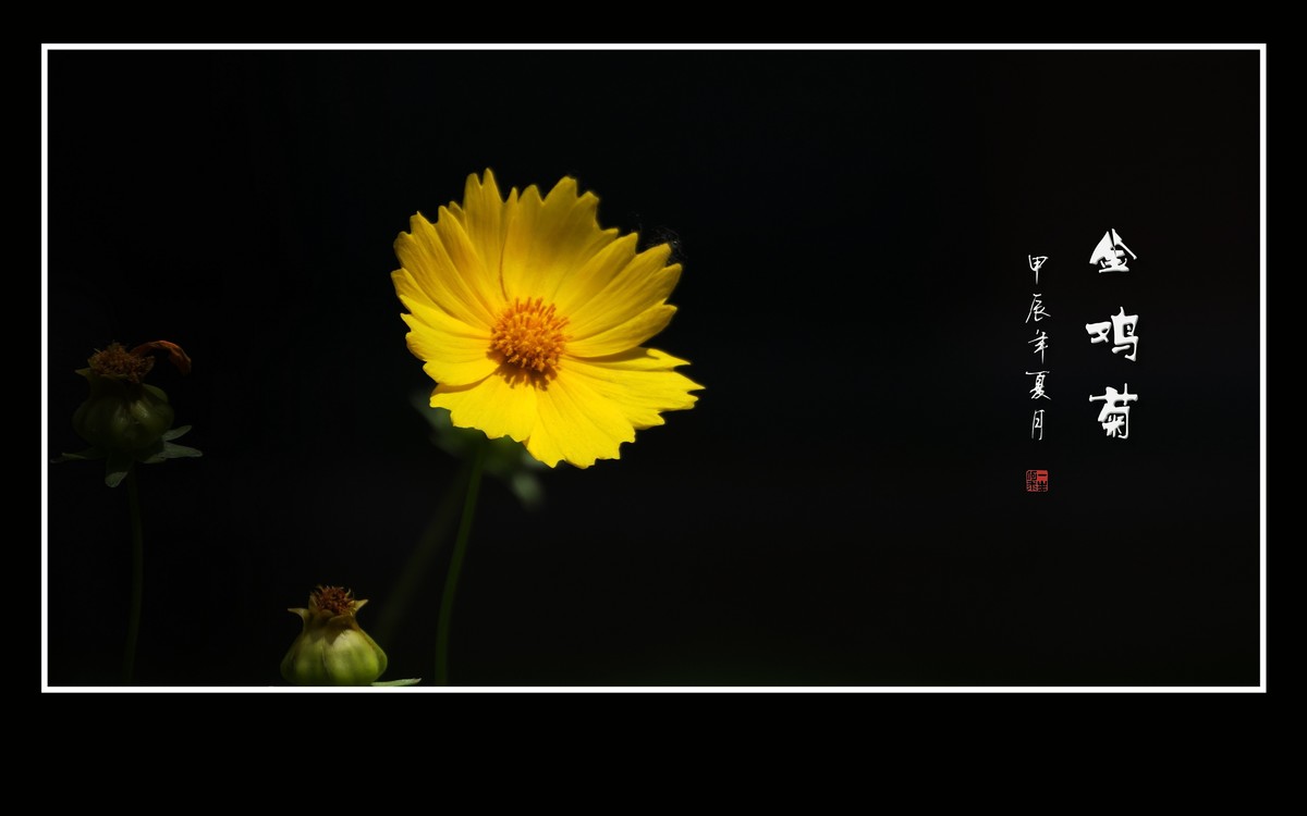 金灿灿的金鸡菊