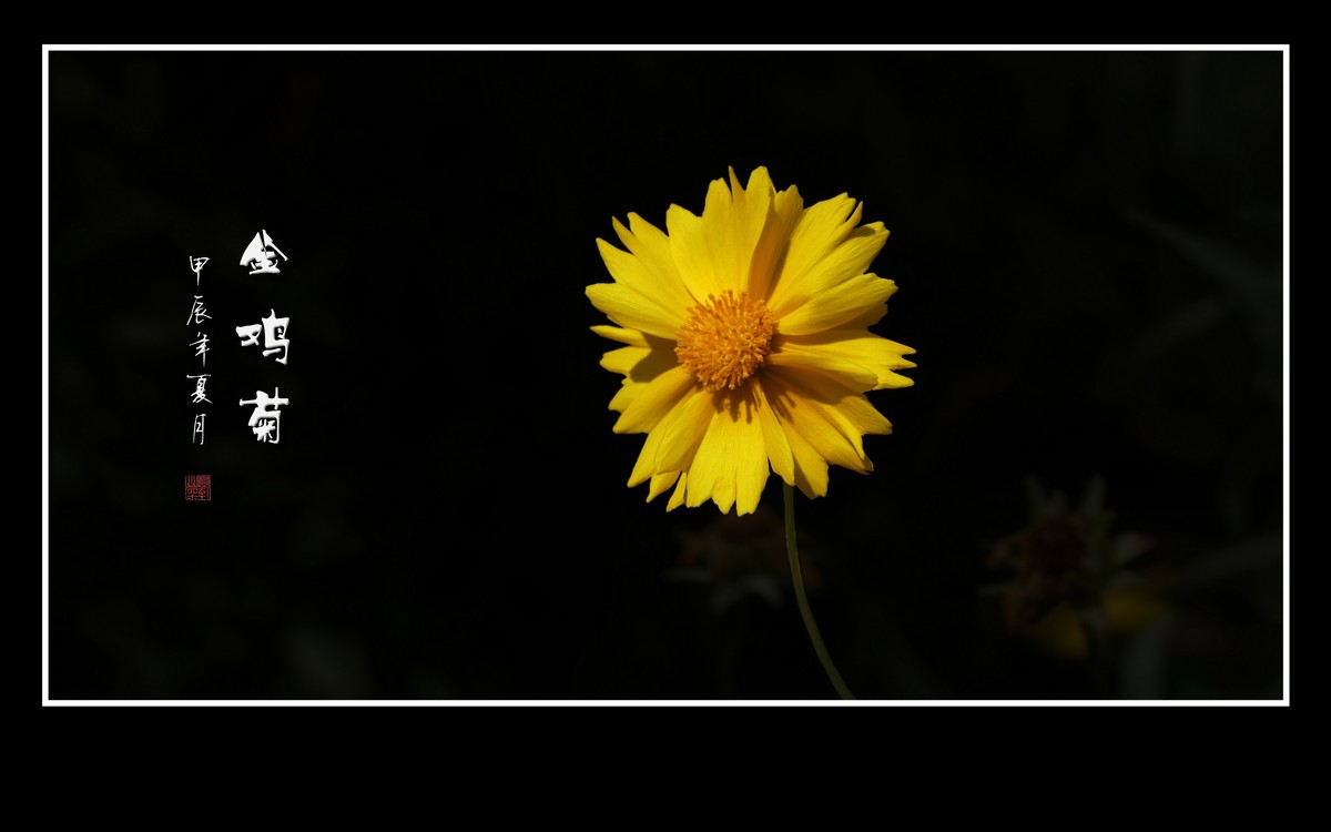 金灿灿的金鸡菊