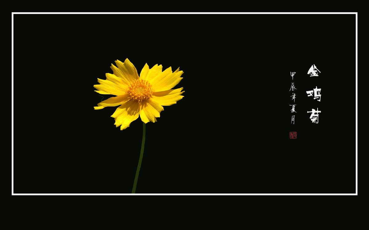 金灿灿的金鸡菊