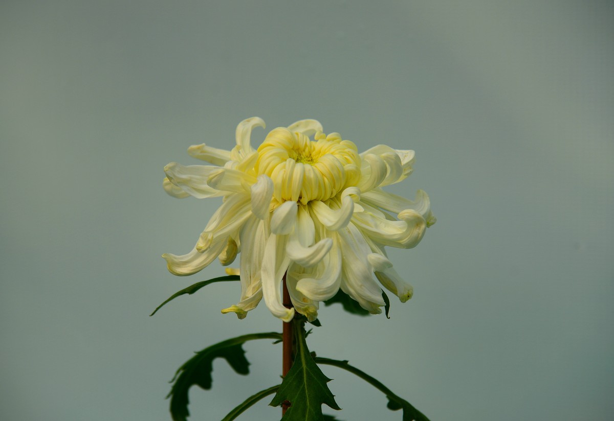 展会的大菊花。