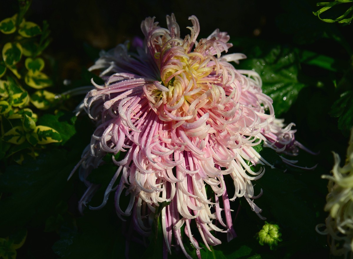 展会的大菊花。