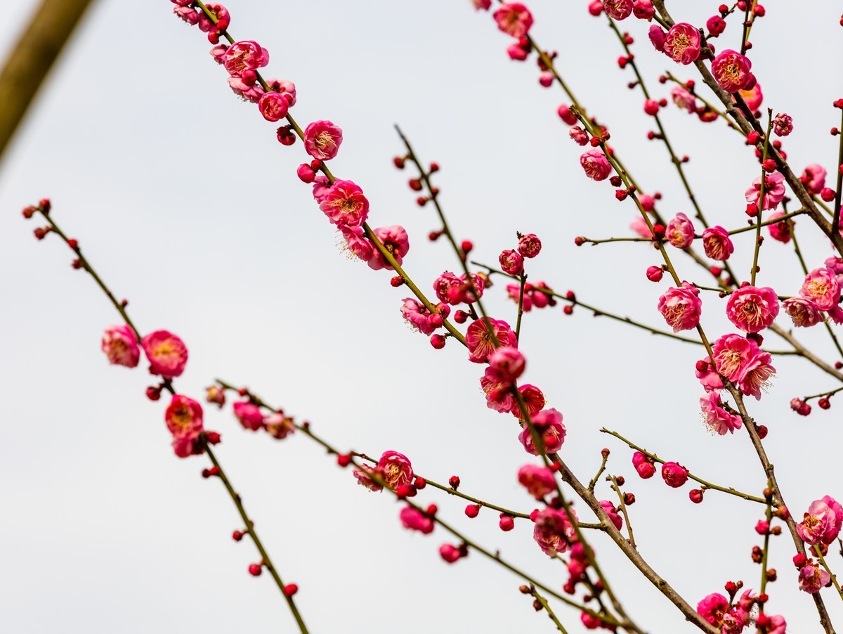 佳能RP低挡相机拍梅花