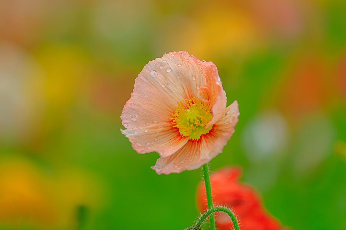 2022花城看花7虞美人