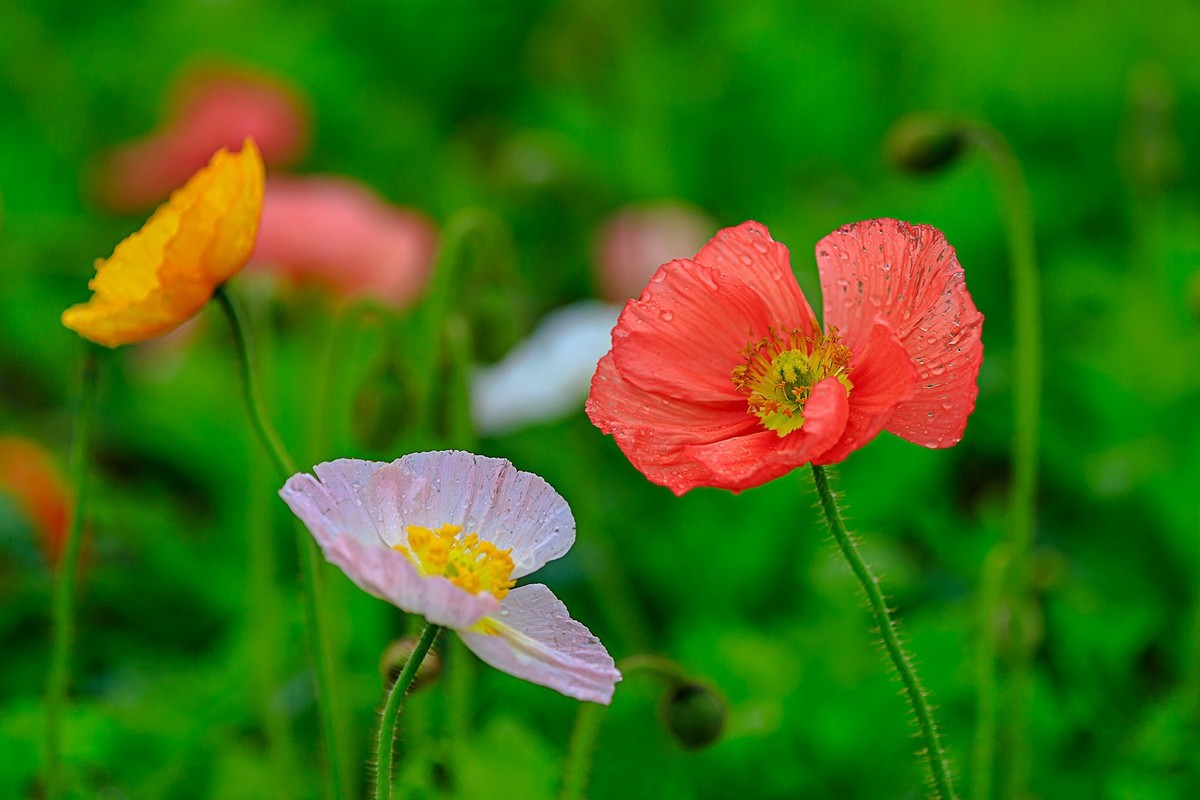 2022花城看花7虞美人