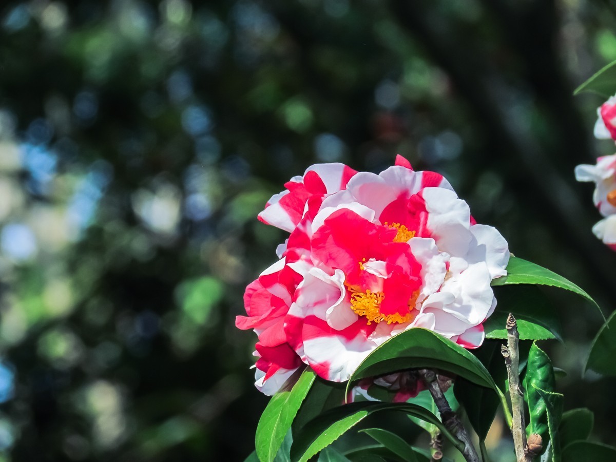 茶花