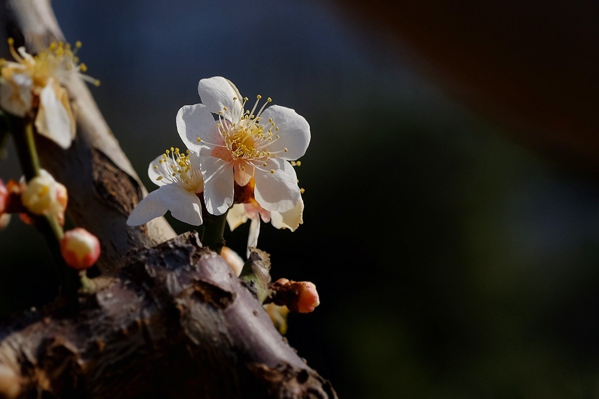 #版主坐堂#索尼大版星空(中国)2022年3月份优秀作品精选汇总