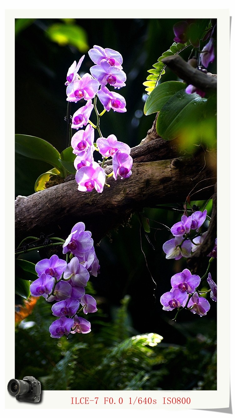 #版主坐堂#索尼大版星空(中国)2022年3月份优秀作品精选汇总