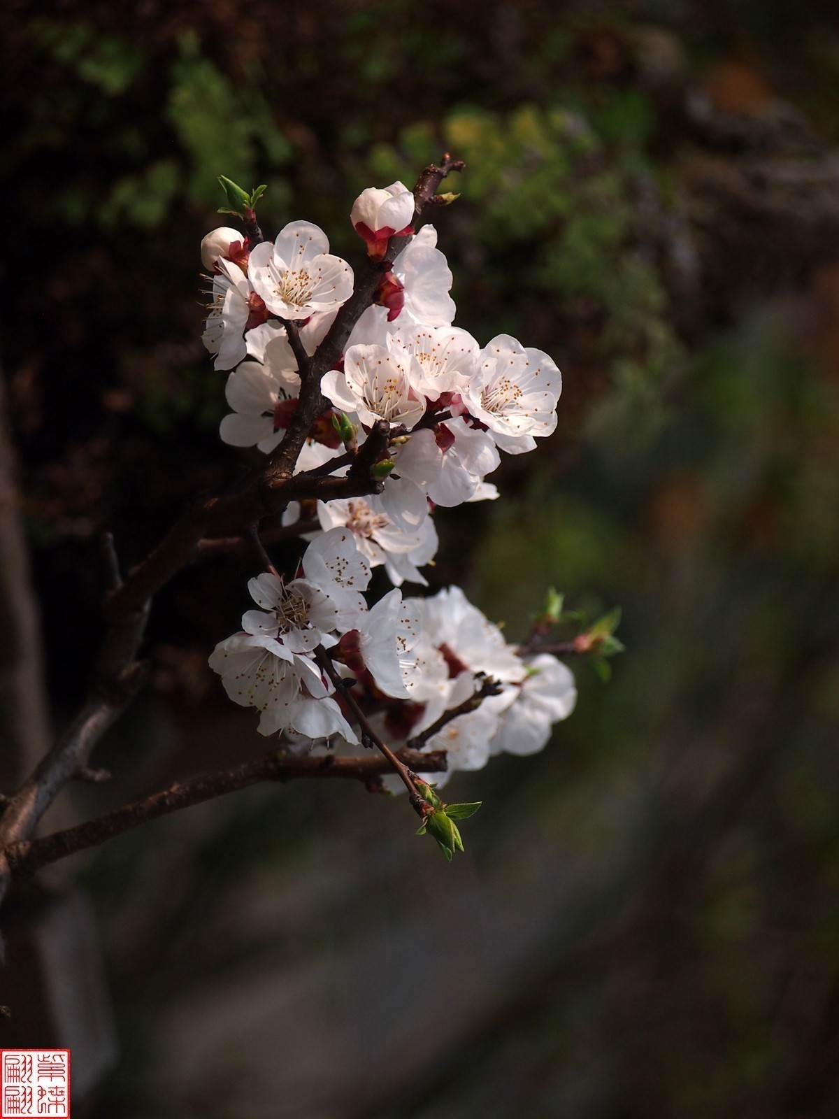 #版主坐堂#索尼大版星空(中国)2022年3月份优秀作品精选汇总