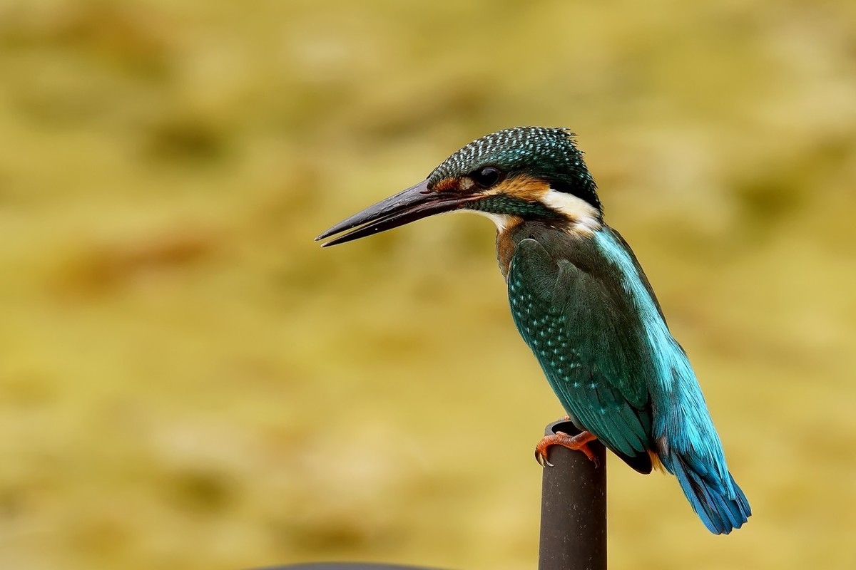 #版主坐堂#索尼大版星空(中国)2022年3月份优秀作品精选汇总