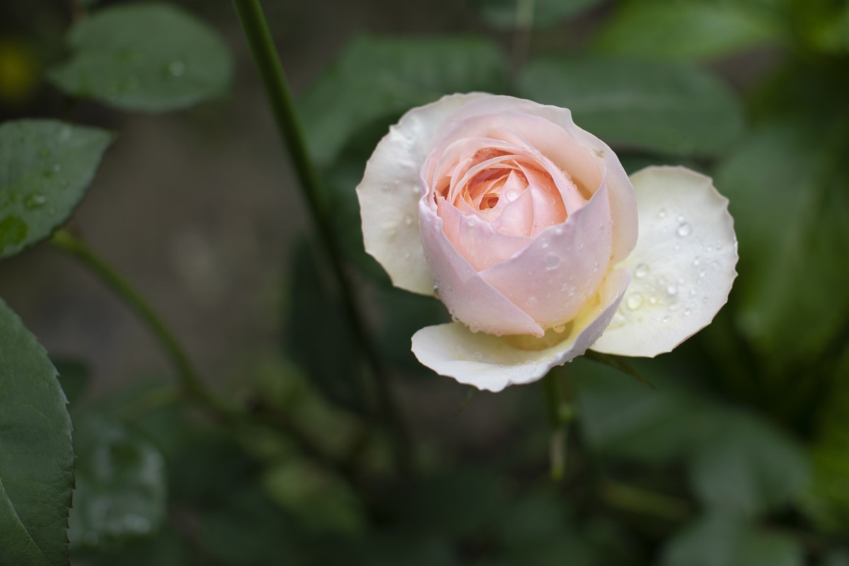 雨后の花园