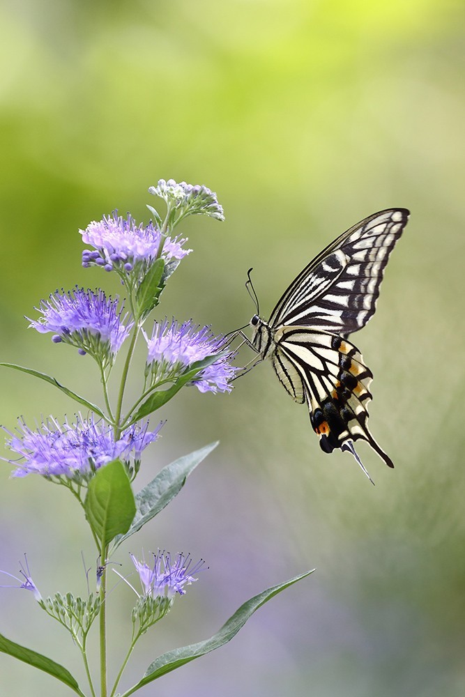 化蝶一飞两千年，一曲梁祝千古情