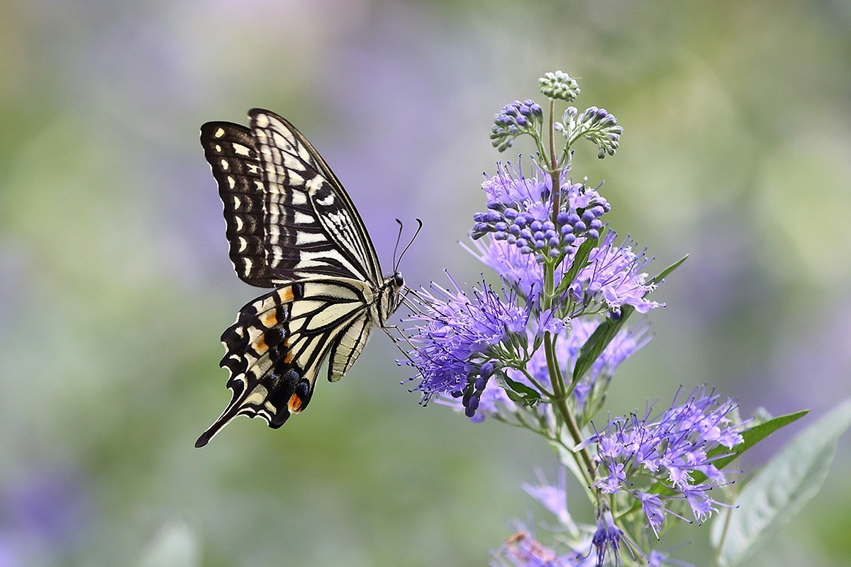化蝶一飞两千年，一曲梁祝千古情