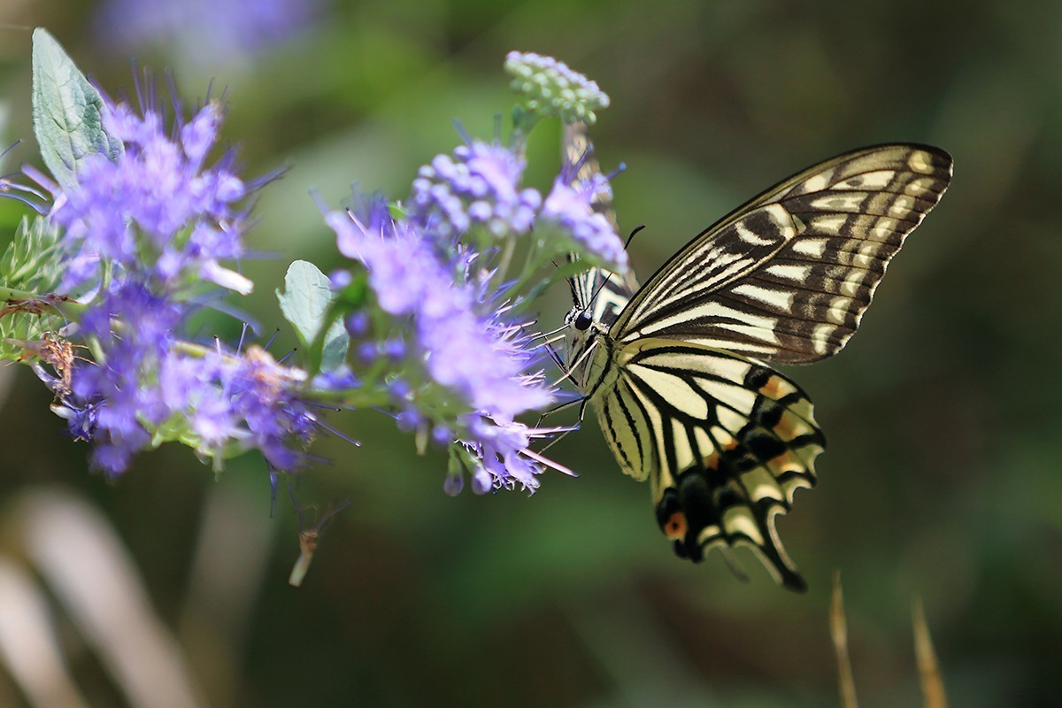 化蝶一飞两千年，一曲梁祝千古情