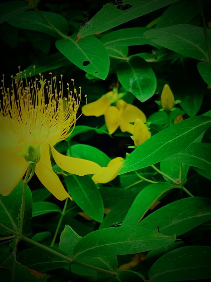 花卉系列【3830】