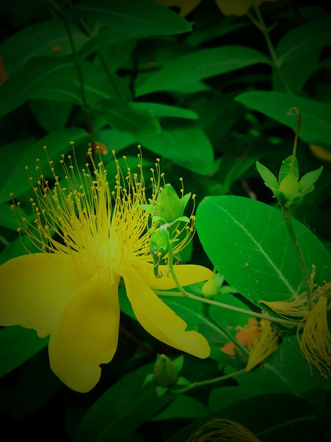 花卉系列【3830】