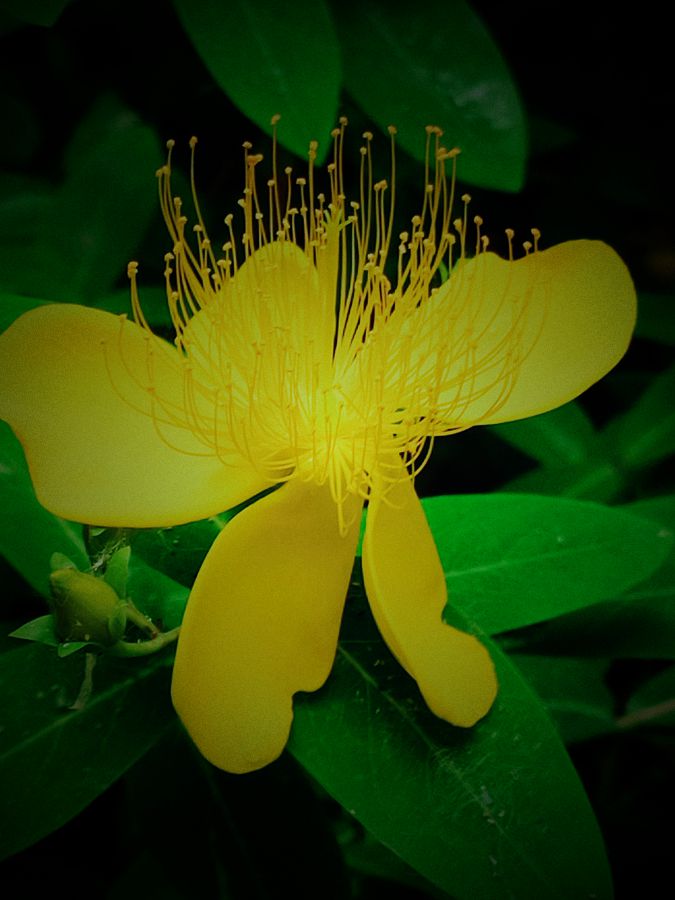 花卉系列【3830】