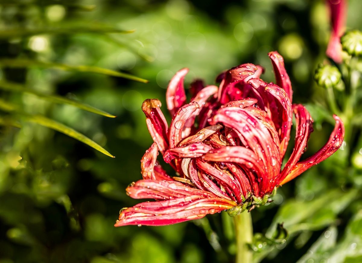 金秋十月菊花香--西清公园